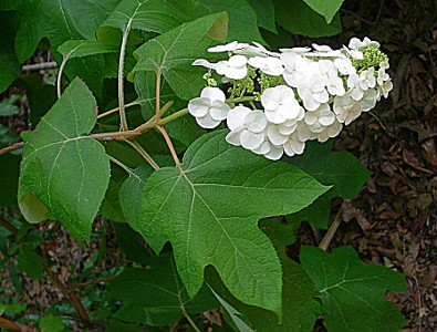 [A spray of white 4-petal blooms at the end of a branch which has large multi-lobed leaves.]